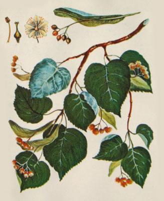 Липа мелколистная